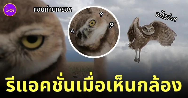 นกเค้าแมวโพรง เห็นกล้องแอบถ่าย