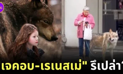 Grandma walking wolfdog in paris 1