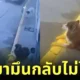 (มีคลิป) หมาไซขากลายเป็นสีเหลือง เจ้าของนึกว่าเล่นซน แต่แท้จริงแล้วนั่งขวางไม่ให้คนงานตีเส้นจราจร!