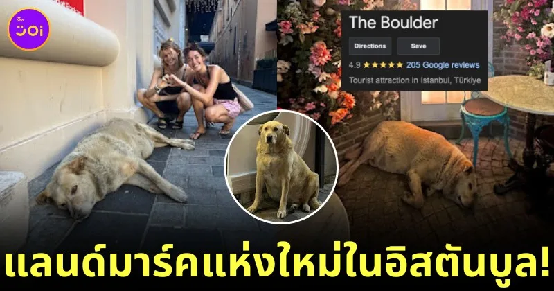 น้องหมาจร "เดอะ โบลเดอร์ (The Boulder)" กลายเป็นแลนด์มาร์คแห่งใหม่ของนครอิสตันบูล ระดับ 4.9 ดาว เพราะความน่ารักตุ้ยนุ้ยของน้อง!