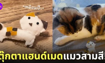 เด็กญี่ปุ่นทำตุ๊กตาแฮนด์เมดแมวสามสี