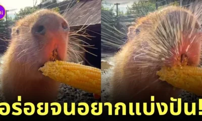 คลิปหมามะพร้าวกินข้าวโพด