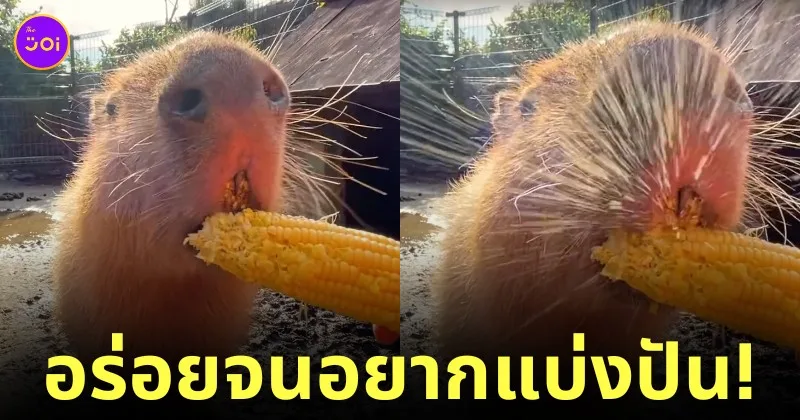 คลิปหมามะพร้าวกินข้าวโพด