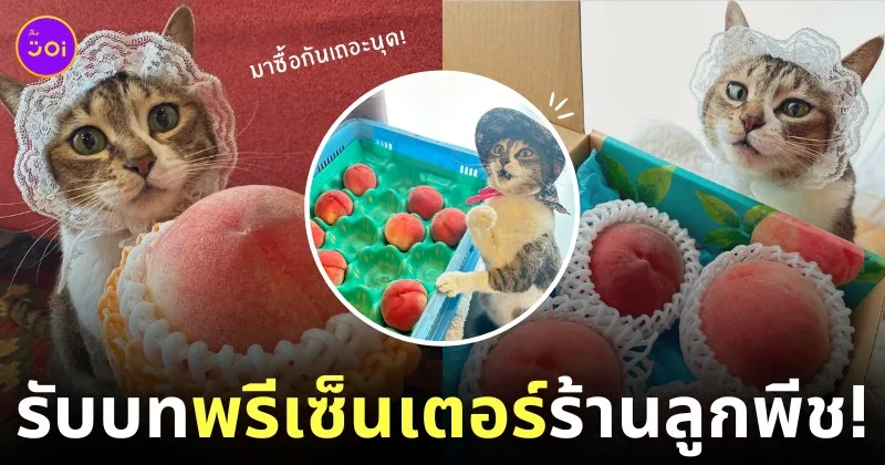 แมวช่วยขายลูกพีช