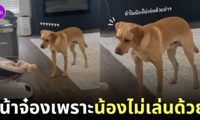 คลิปหมาแดงสงสัยทำไมเบบี๋ไม่เล่นด้วย tiktok