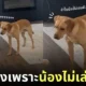 คลิปหมาแดงสงสัยทำไมเบบี๋ไม่เล่นด้วย tiktok