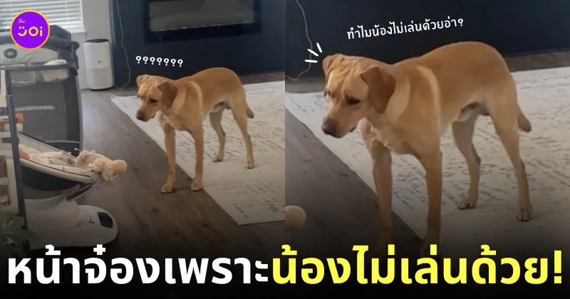 คลิปหมาแดงสงสัยทำไมเบบี๋ไม่เล่นด้วย tiktok