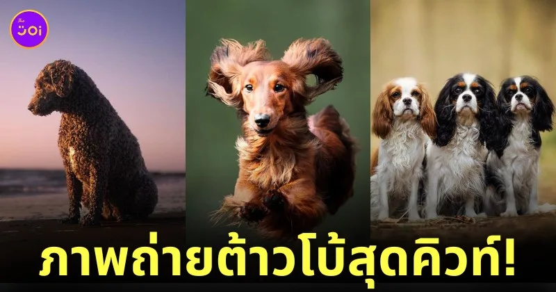 ภาพถ่าย Portrait น้องหมา ช่างภาพ Omica Meinen