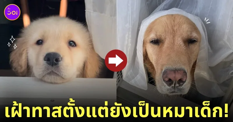 หมาโกลเด้นเฝ้าทาสตากผ้า