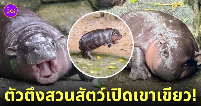 หมูเด้ง ลูกฮิปโปโปเตมัสแคระ สวนสัตว์เปิดเขาเขียว