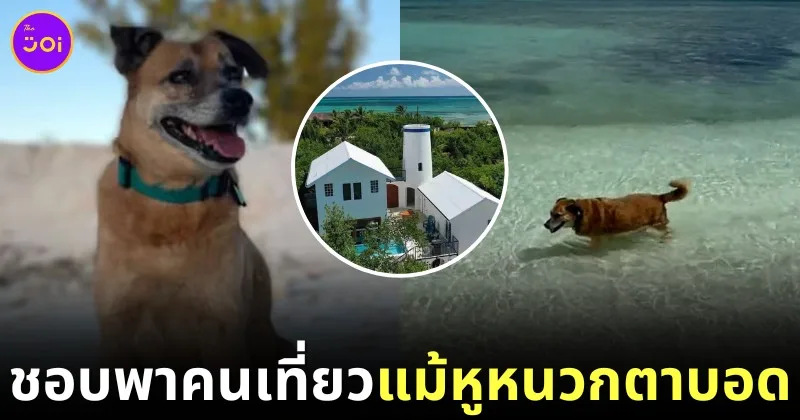 blind deaf dog airbnb