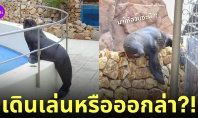 สิงโตทะเลบุกโซนเพนกวิน สวนสัตว์ญี่ปุ่น