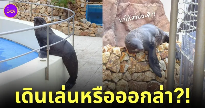 สิงโตทะเลบุกโซนเพนกวิน สวนสัตว์ญี่ปุ่น