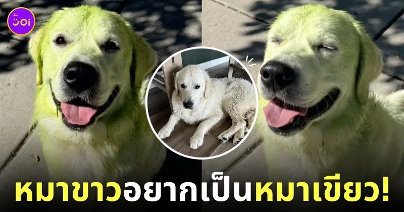 คลิปหมาสีขาว นอนคลุกหญ้า กลายเป็นสีเขียวมะนาว