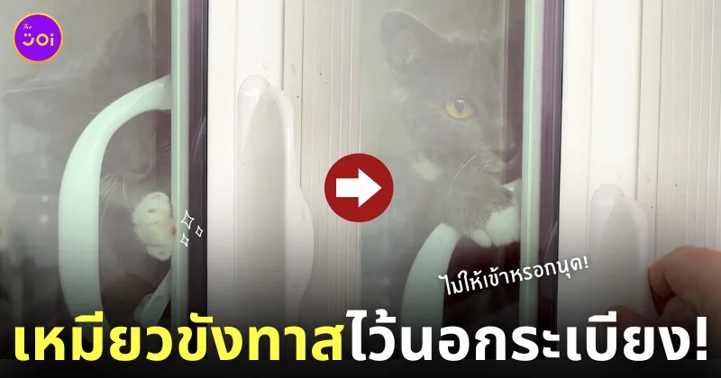แมวล็อกประตูห้องขังทาสไว้นอกระเบียง