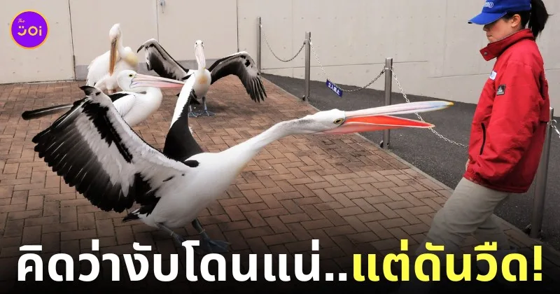 นกกระทุงสวบเจ้าหน้าที่สวนสัตว์แต่วืด