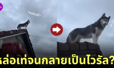 คลิปหมาไซบีเรียนยืนชมวิวบนหลังคาบ้านด้วยมาดสุดเท่ TikTok