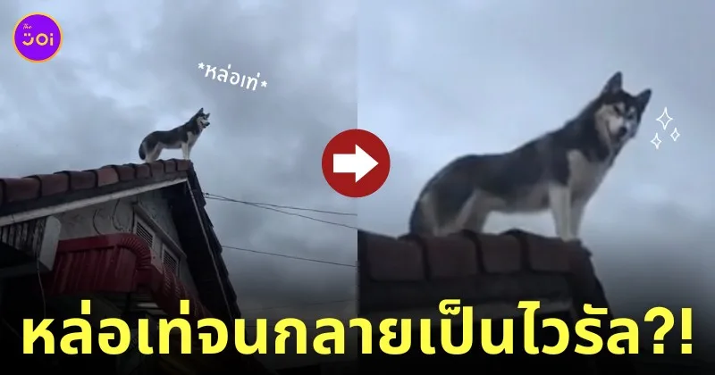 คลิปหมาไซบีเรียนยืนชมวิวบนหลังคาบ้านด้วยมาดสุดเท่ TikTok
