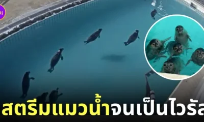 ชาวญี่ปุ่นดูสตรีมอนุบาลแมวน้ำ youtube
