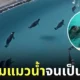 ชาวญี่ปุ่นดูสตรีมอนุบาลแมวน้ำ youtube