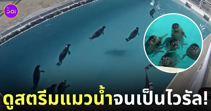 ชาวญี่ปุ่นดูสตรีมอนุบาลแมวน้ำ youtube