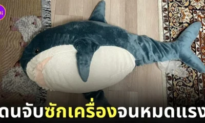 ชาวญี่ปุ่นซักตุ๊กตาฉลาม ikea ตัวอ้วน