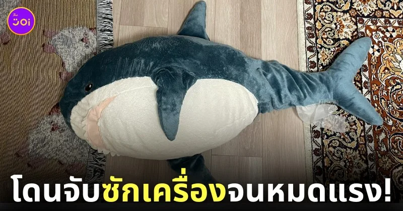 ชาวญี่ปุ่นซักตุ๊กตาฉลาม ikea ตัวอ้วน