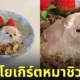 กรีกโยเกิร์ตหมาชิวาวา