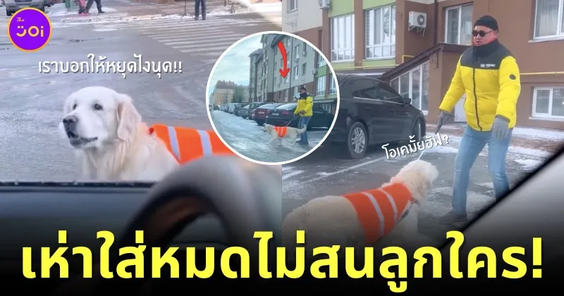 (มีคลิป) สุนัขนำทางคนตาบอดบุกเห่าเตือนรถทุกคันที่เกือบขับชนเจ้านายหนุ่ม กลายเป็นไวรัลบนโลกโซเชียล!