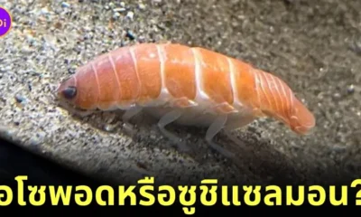 ไอโซพอดหน้าตาเหมือนซูชิแซลมอนในพิพิธภัณฑ์สัตว์น้ำฟูกุชิมะ ประเทศญี่ปุ่น กลายเป็นสัตว์โลกน่ารักขวัญใจชาวเน็ตตัวใหม่!