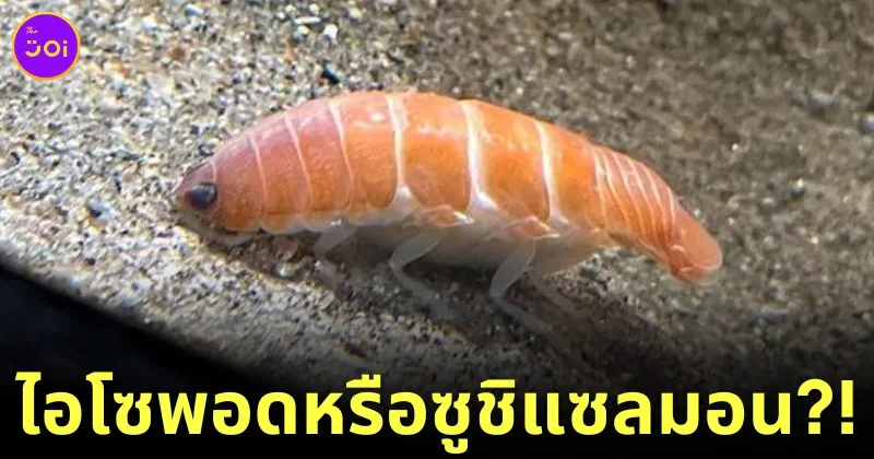 ไอโซพอดหน้าตาเหมือนซูชิแซลมอนในพิพิธภัณฑ์สัตว์น้ำฟูกุชิมะ ประเทศญี่ปุ่น กลายเป็นสัตว์โลกน่ารักขวัญใจชาวเน็ตตัวใหม่!