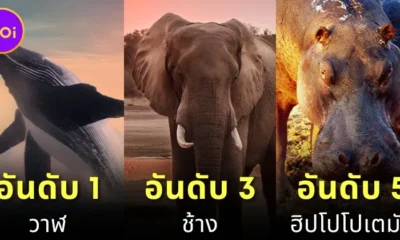 เผย 10 อันดับสัตว์ที่หนักมากที่สุดในโลกประจำปี 2024 โดย "A-Z Animals"