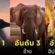 เผย 10 อันดับสัตว์ที่หนักมากที่สุดในโลกประจำปี 2024 โดย "A-Z Animals"