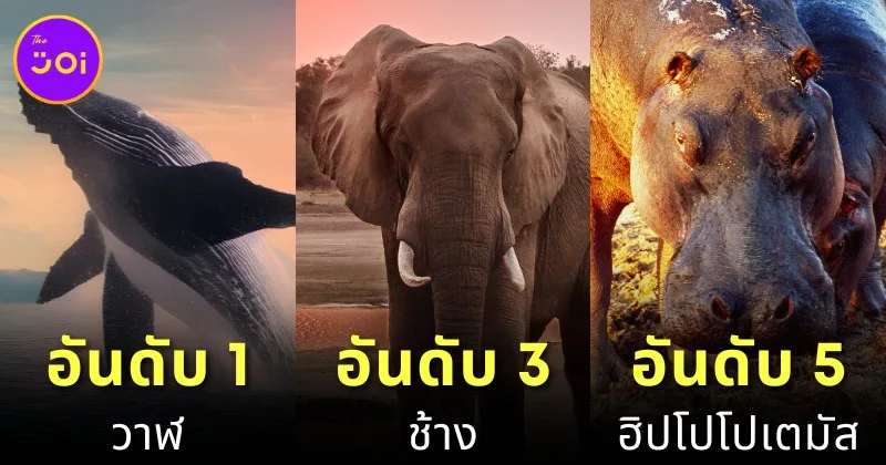 เผย 10 อันดับสัตว์ที่หนักมากที่สุดในโลกประจำปี 2024 โดย "A-Z Animals"