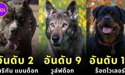 20 Dog Breeds Highest PSI 2024