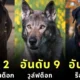 20 Dog Breeds Highest PSI 2024
