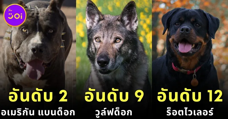 20 Dog Breeds Highest PSI 2024