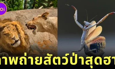 พาส่อง 24 ภาพถ่ายสัตว์ป่าสุดฮา จาก "Comedy Wildlife Photography Awards" ประจำปี 2024