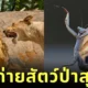 พาส่อง 24 ภาพถ่ายสัตว์ป่าสุดฮา จาก "Comedy Wildlife Photography Awards" ประจำปี 2024