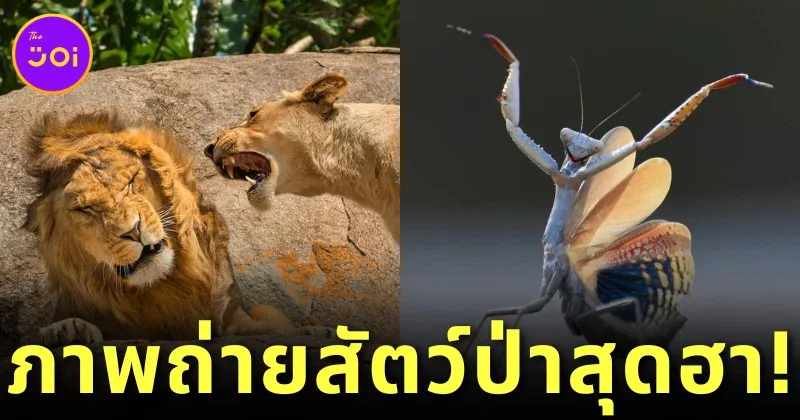 พาส่อง 24 ภาพถ่ายสัตว์ป่าสุดฮา จาก "Comedy Wildlife Photography Awards" ประจำปี 2024