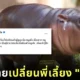 Files Lawyer to Change Moo Deng Nanny