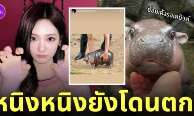 หนิงหนิง aespa ลงรูปหมูเด้ง ฮิปโป