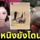 หนิงหนิง aespa ลงรูปหมูเด้ง ฮิปโป