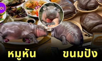 เผย 10 เมนูอร่อยที่เห็นแล้วนึกถึง "หมูเด้ง" ฮิปโปแคระตัวตึงแห่งสวนสัตว์เปิดเขาเขียวทุกที!