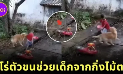 Golden retriever helps jid from falling tree stick