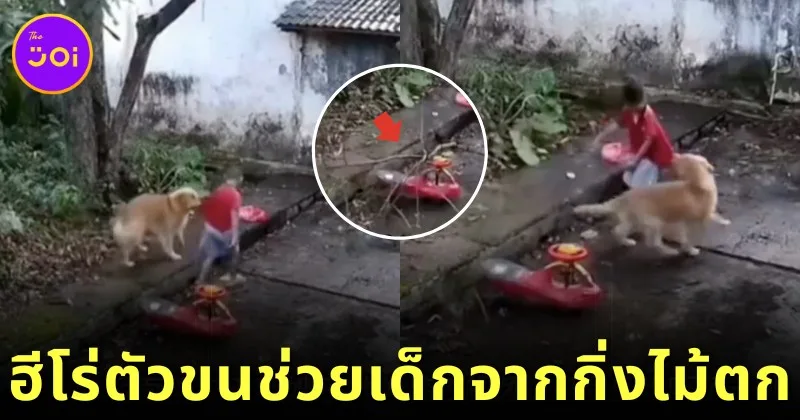 Golden retriever helps jid from falling tree stick