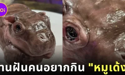 Mhoodeng hippo cake 1