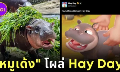 Moo Deng Appears on Hay Day Game