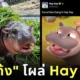 Moo Deng Appears on Hay Day Game
