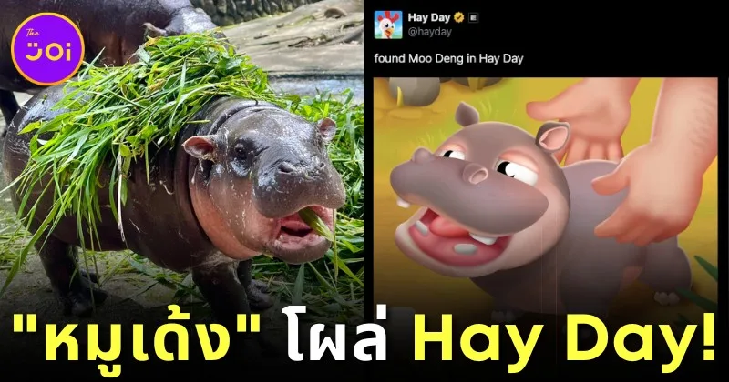 Moo Deng Appears on Hay Day Game